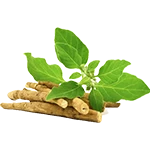 अश्वगंधा