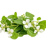 ब्राह्मी